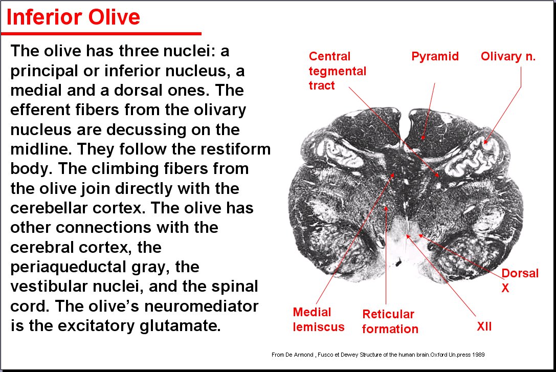 Salamon's Neuroanatomy And Neurovasculature Web-Atlas Resource